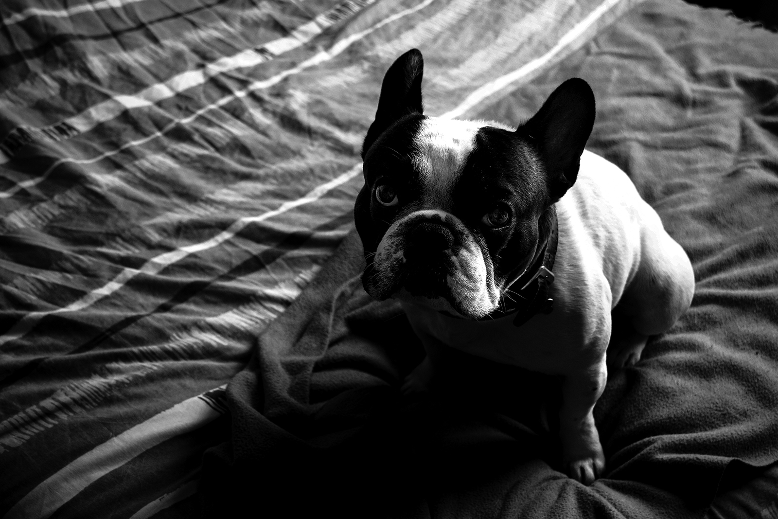 Chien assis sur un lit regardant l'objectif de l'appareil photo. Photo en noir et blanc. Crédit : Anthony M. Photographe