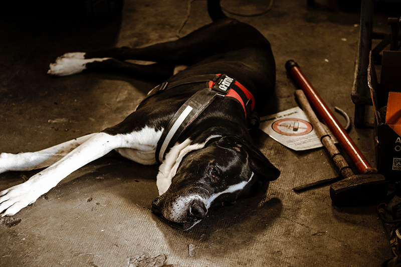 Reportage Animal de compagnie : portrait de chien. Crédit : Anthony M. Photographe