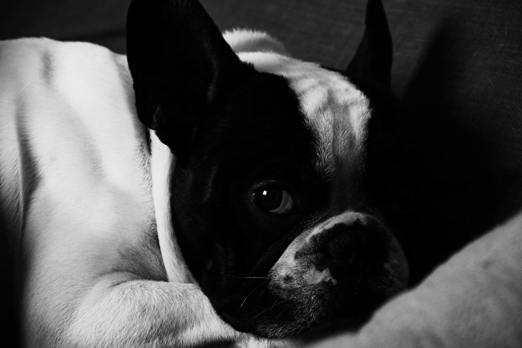 Portrait d'un bouledogue français. Crédit : Anthony M. Photographe