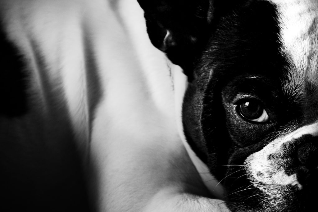 Portrait serré d'un bouledogue français. Crédit : Anthony M. Photographe
